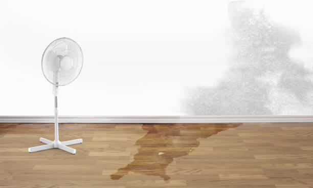 Best Water damage restoration experts  in Whitesburg, KY